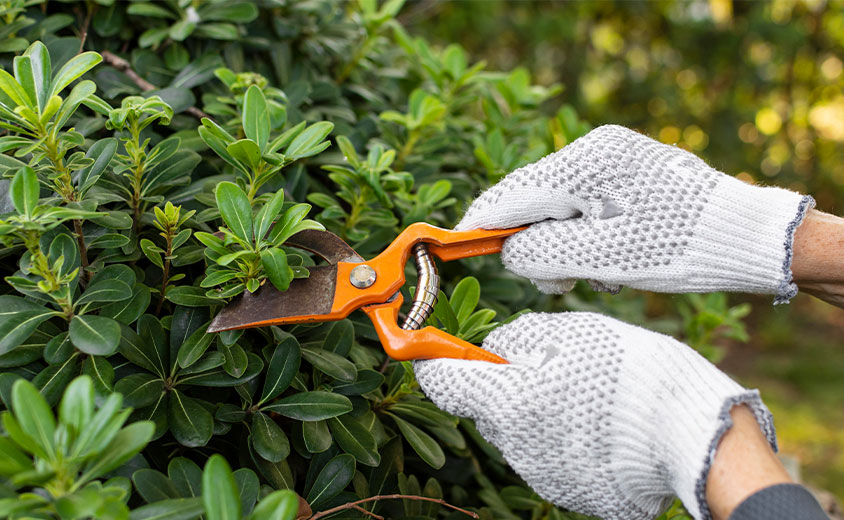gardening